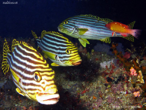 Sweetlips. Ari Atoll. Canon G9, Inon D2000. by Bea & Stef Primatesta 